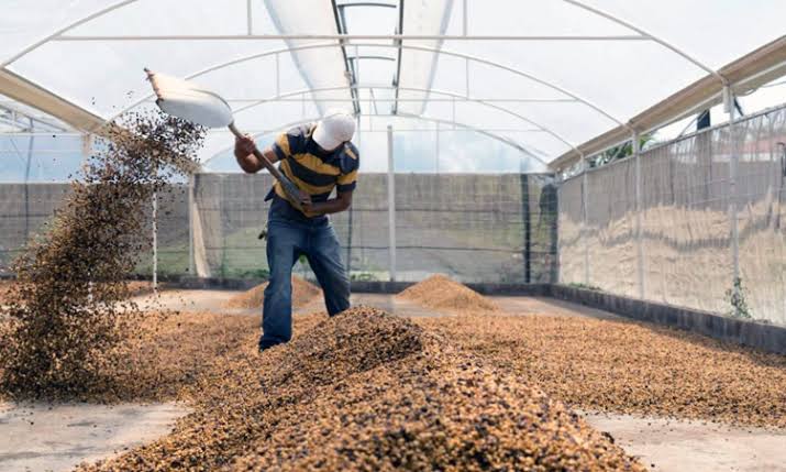 Jenis-Jenis Proses Kopi Gayo