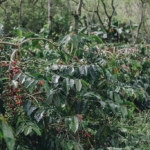 Petani Kopi Gayo
