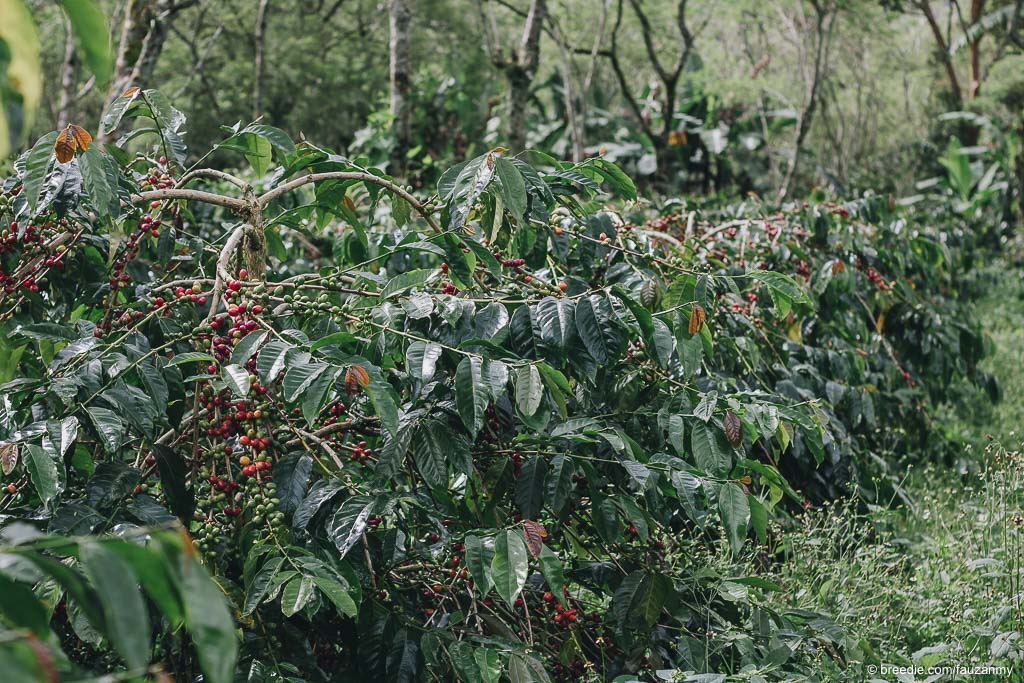 Petani Kopi Gayo