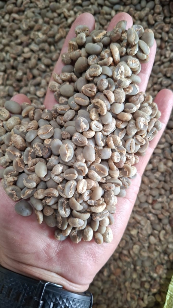 Arabika Gayo Grade-2
