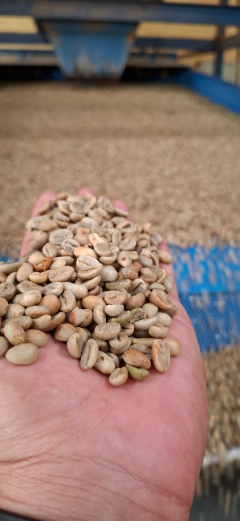 Arabika Gayo specialty Natural
