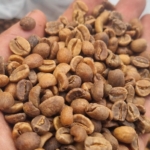 Arabika Gayo Wine Proses