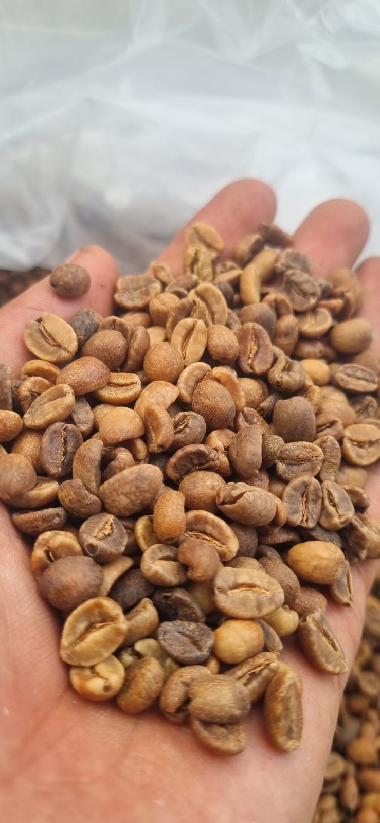 Arabika Gayo Wine Proses