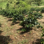 Kopi Gayo | sekilas dari perkebunan petani menuju dunia