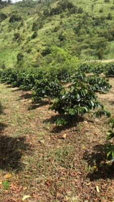 Kopi Gayo | sekilas dari perkebunan petani menuju dunia